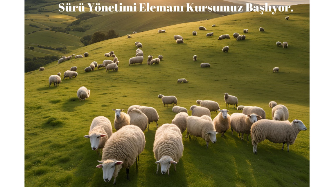 Kurumumuz Bünyesinde Sürü Yönetimi Elemanı Kursu Açılacaktır.